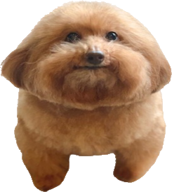 Linus the dog